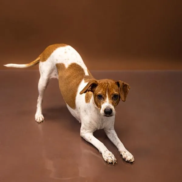 An adult medium-sized female Terrier dog named Pen c Puppers for adoption in Lawrenceville, GA