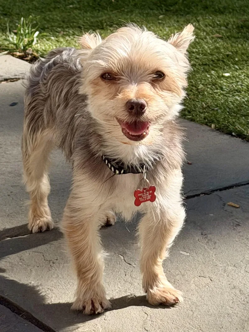 An adult small-sized male Yorkshire Terrier dog named Hersey for adoption in Delmar, NY