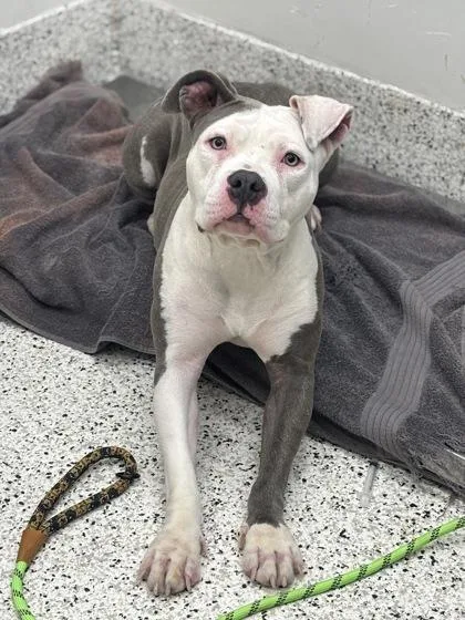An adult medium-sized female Mixed Breed dog named Evelyn for adoption in Atlanta, GA