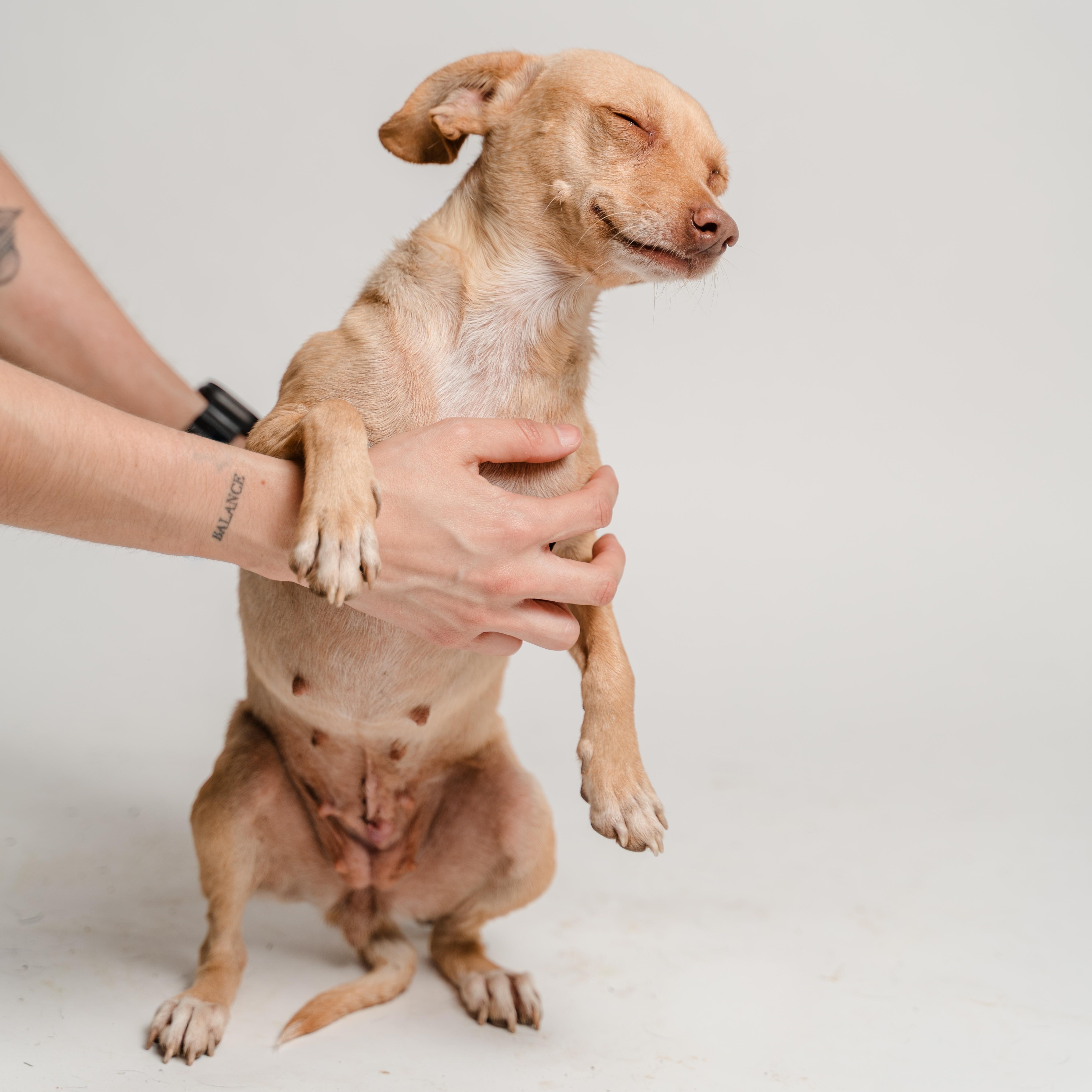 A young small-sized female Apricot / Beige Chihuahua dog named Bubbles for adoption in Manvel, TX