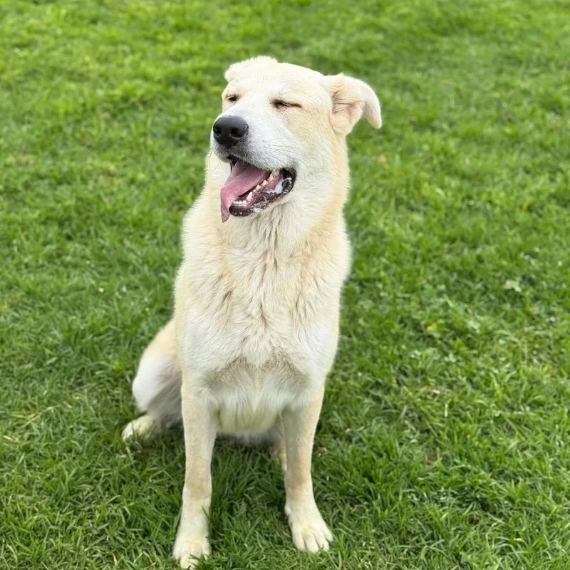 A young large-sized female White / Cream Great Pyrenees dog named Skylar for adoption in Santa Barbara, CA