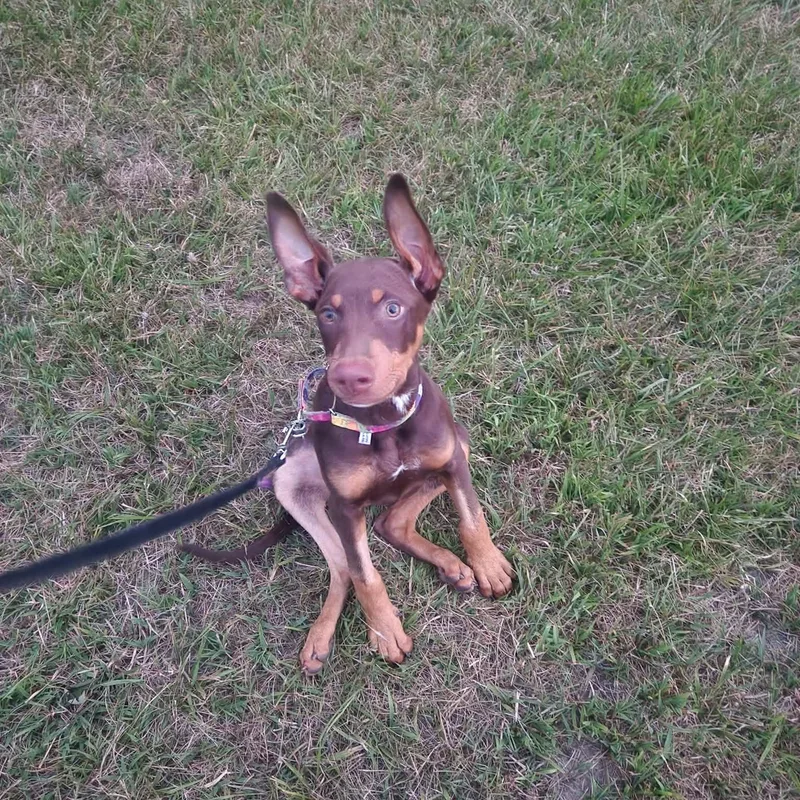 A baby medium-sized female Doberman Pinscher dog named Reese for adoption in Oxford, MI