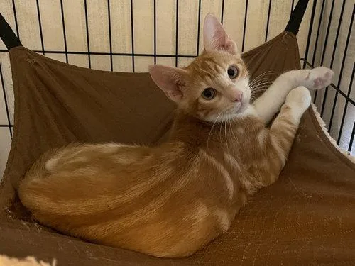 A baby medium-sized male Orange & White Domestic Short Hair cat named Precioso ORT for adoption in Missouri City, TX