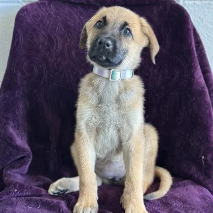A baby medium-sized female Shepherd dog named Jenna for adoption in Red Bluff, CA
