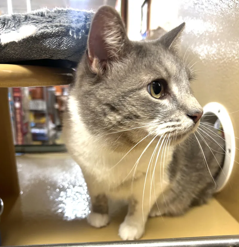 An adult large-sized male Gray & White Domestic Short Hair cat named Puck for adoption in Fairfax, VA