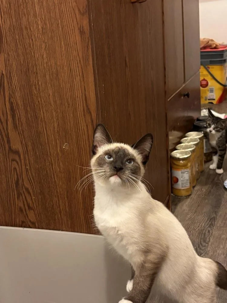 A baby small-sized male Cream / Ivory Domestic Short Hair cat named Syd for adoption in Plymouth, MI