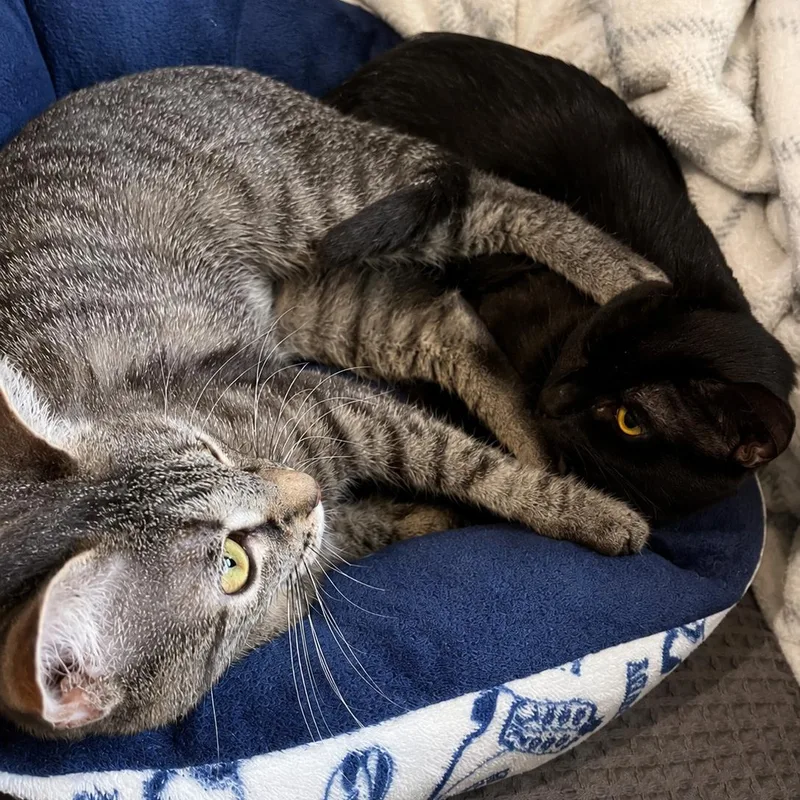 A young medium-sized female Domestic Short Hair cat named Hercules & Xena for adoption in LAKE HOPATCONG, NJ