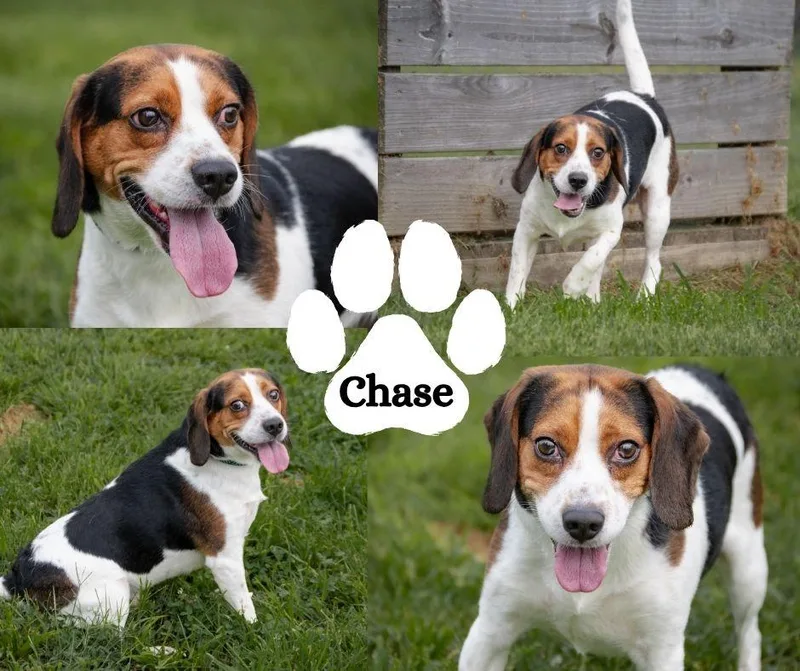 Chase