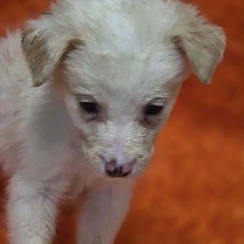 A baby medium-sized male White / Cream Border Collie dog named Aspen for adoption in Wiggins, MS