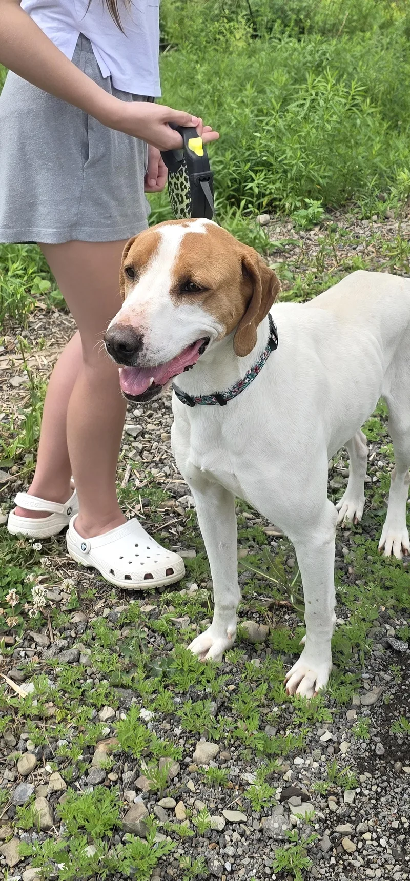 An adult large-sized female White / Cream Hound dog named Wemberly for adoption in Salamanca, NY