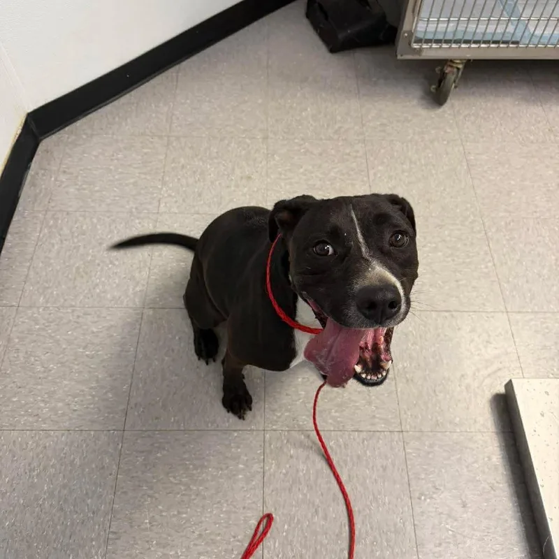 An adult large-sized female Black Pit Bull Terrier dog named Stella for adoption in Bastrop, TX
