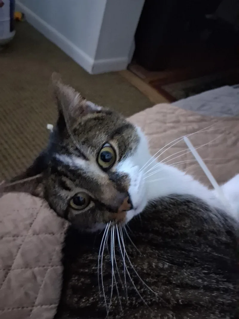An adult medium-sized male Brown / Chocolate Domestic Short Hair cat named Teddy Bear for adoption in Philadelphia, PA
