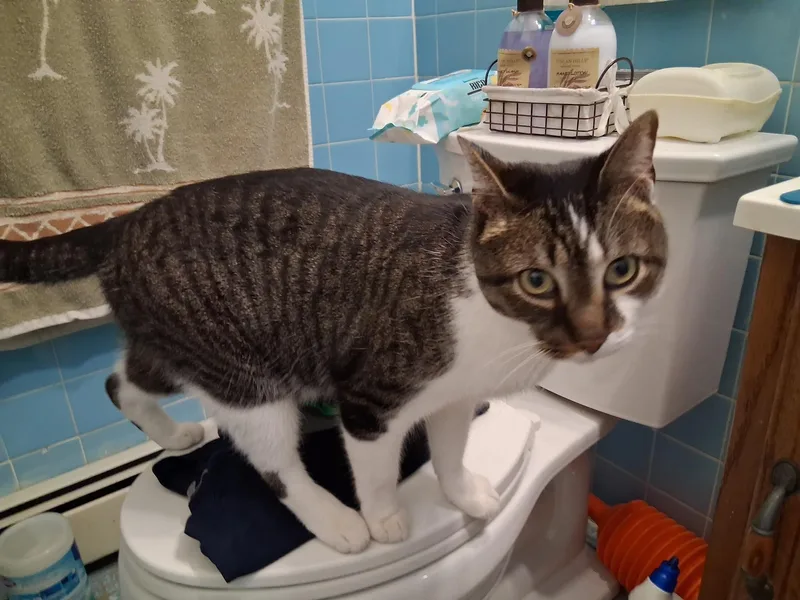 Teddy Bear thumbnail 2