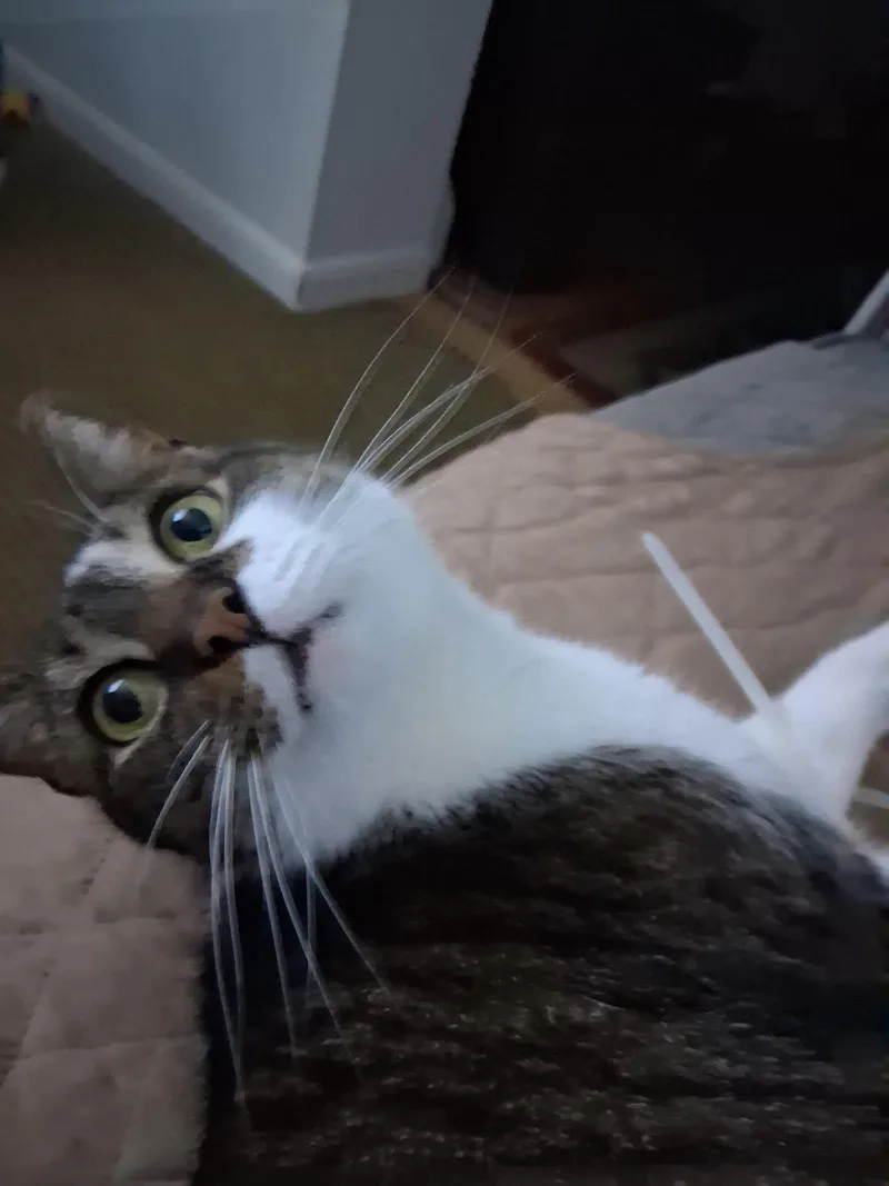 Teddy Bear thumbnail 3