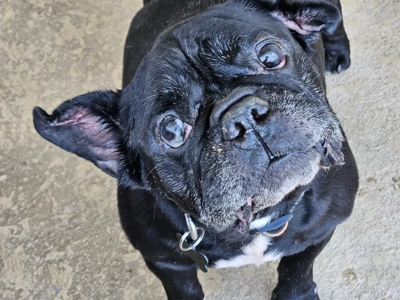 A senior medium-sized male Black French Bulldog dog named Stitch for adoption in Cape Coral, FL