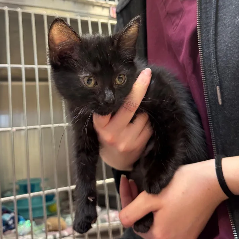 A baby small-sized female Black Domestic Short Hair cat named Dipsy for adoption in Waukesha, WI