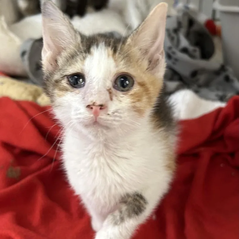A baby small-sized female Black Domestic Short Hair cat named Orange Chicken for adoption in Kanab, UT