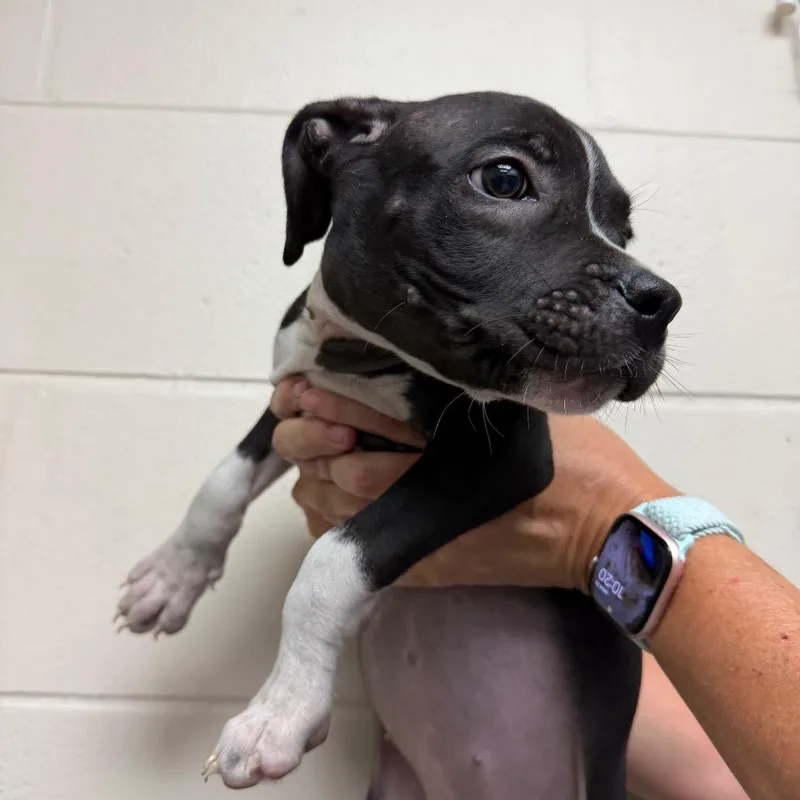 A baby medium-sized female Gray / Blue / Silver Terrier dog named Aurora for adoption in Lakeland, FL