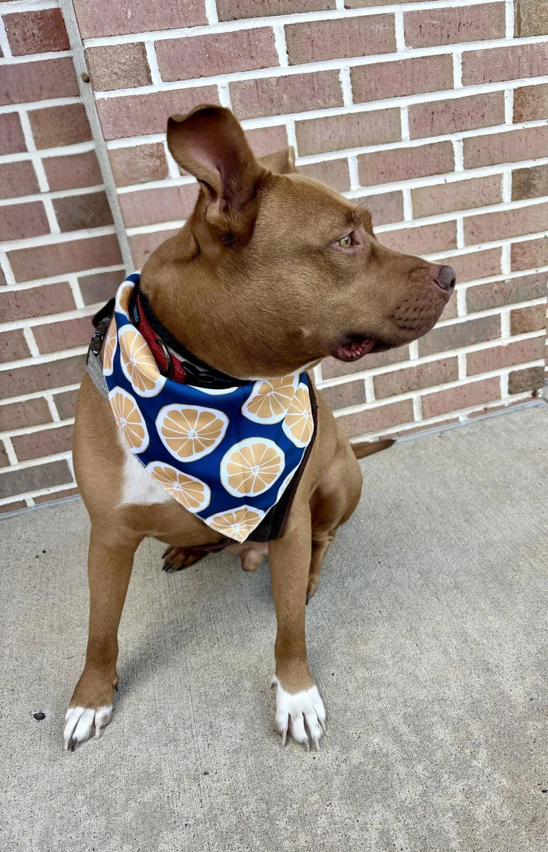 An adult large-sized male Pit Bull Terrier dog named Gunner for adoption in Southaven, MS
