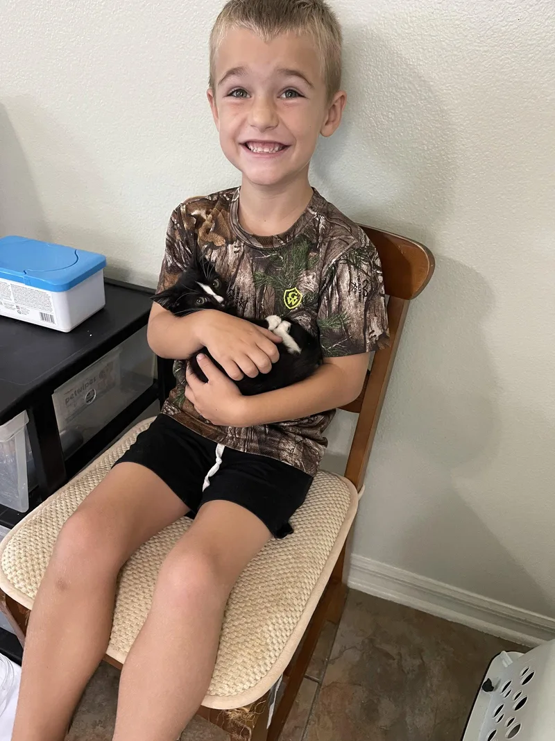 A baby medium-sized male Black & White / Tuxedo Domestic Short Hair cat named Archie the cute Tux for adoption in Oviedo, FL