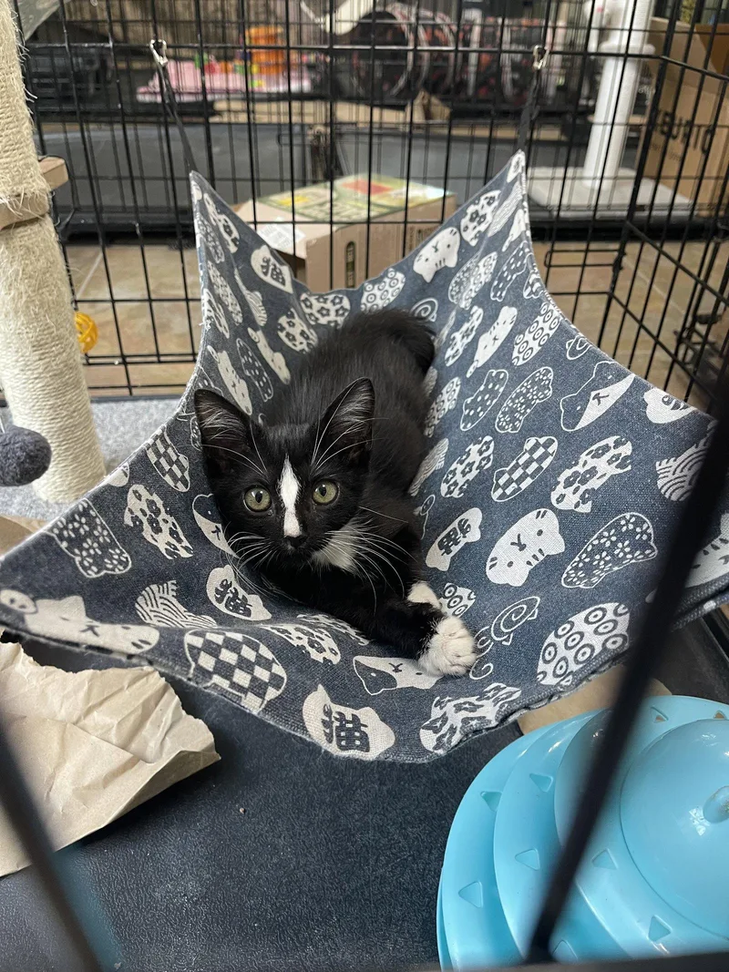 Archie the cute Tux thumbnail 2