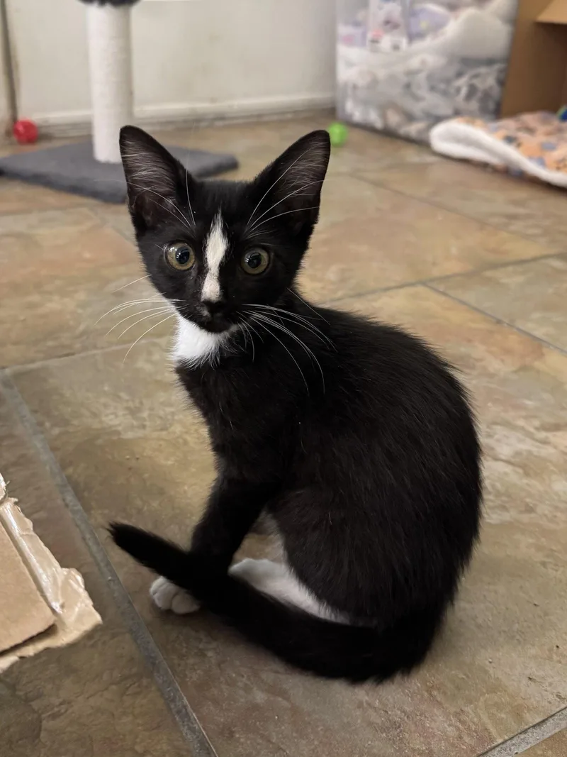 Archie the cute Tux thumbnail 3