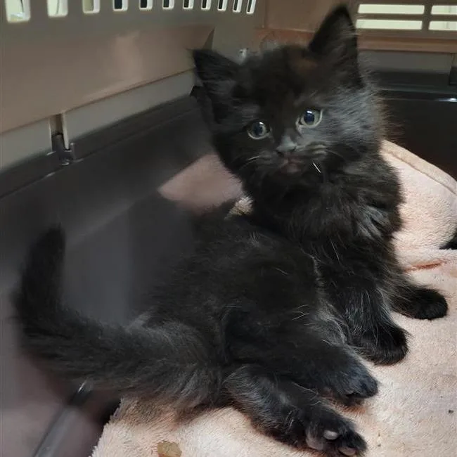 A young small-sized male Domestic Medium Hair cat named Philip for adoption in Tacoma, WA