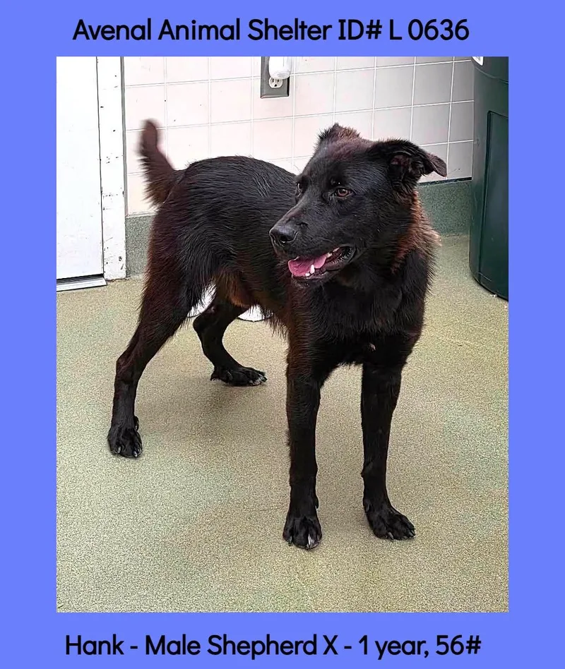 A young medium-sized male Black Labrador Retriever dog named Hank for adoption in Avenal, CA