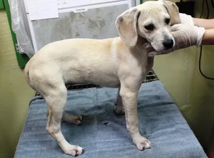 A baby medium-sized female Black Mouth Cur dog named Rosetta for adoption in Picayune, MS