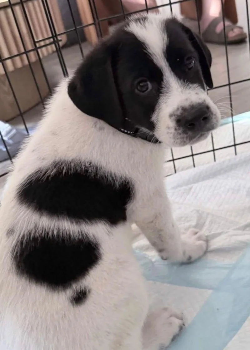 A baby medium-sized male Great Pyrenees dog named George for adoption in Cliffwood, NJ