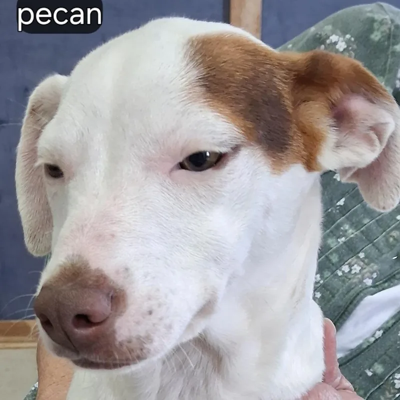 Pecan