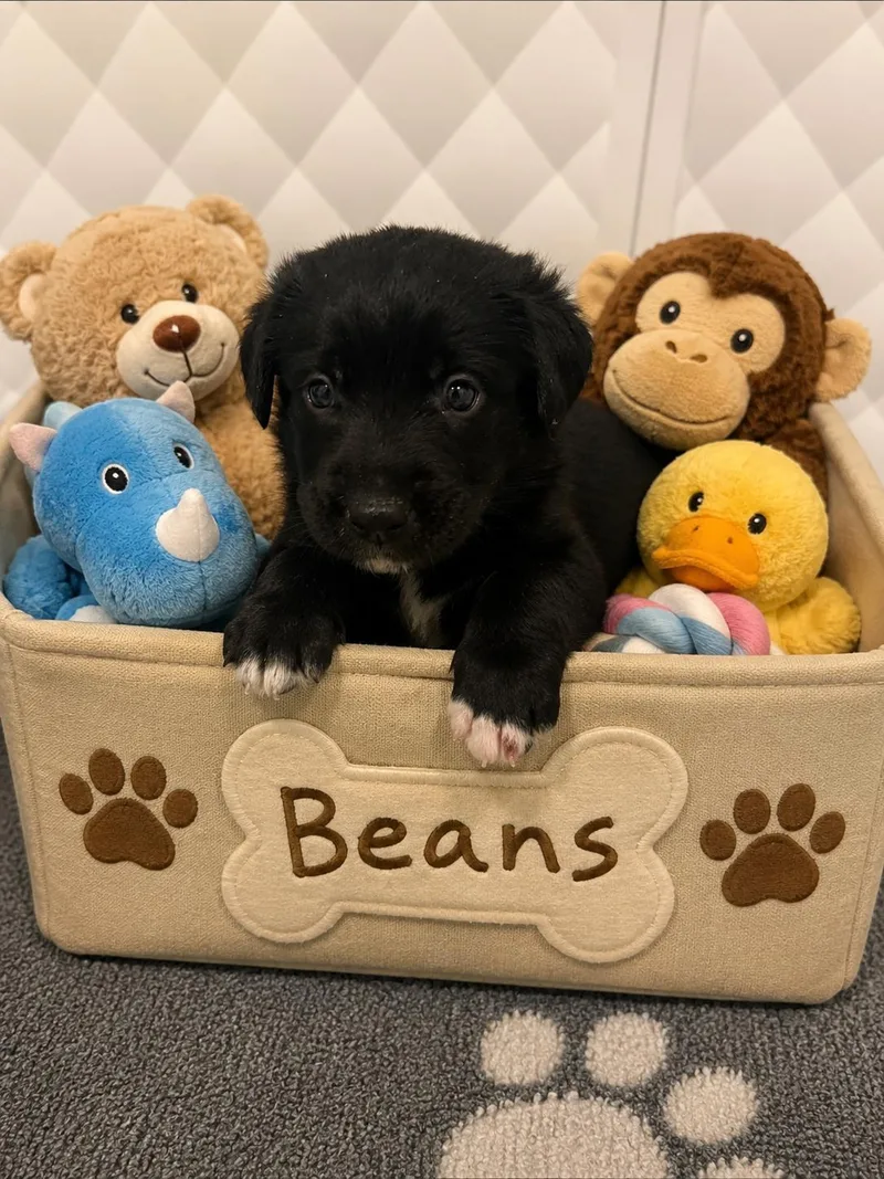 Beans thumbnail 3