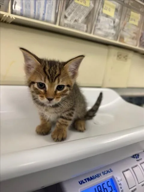 A baby medium-sized male Brown / Chocolate Domestic Short Hair cat named Fish for adoption in Woodland, CA