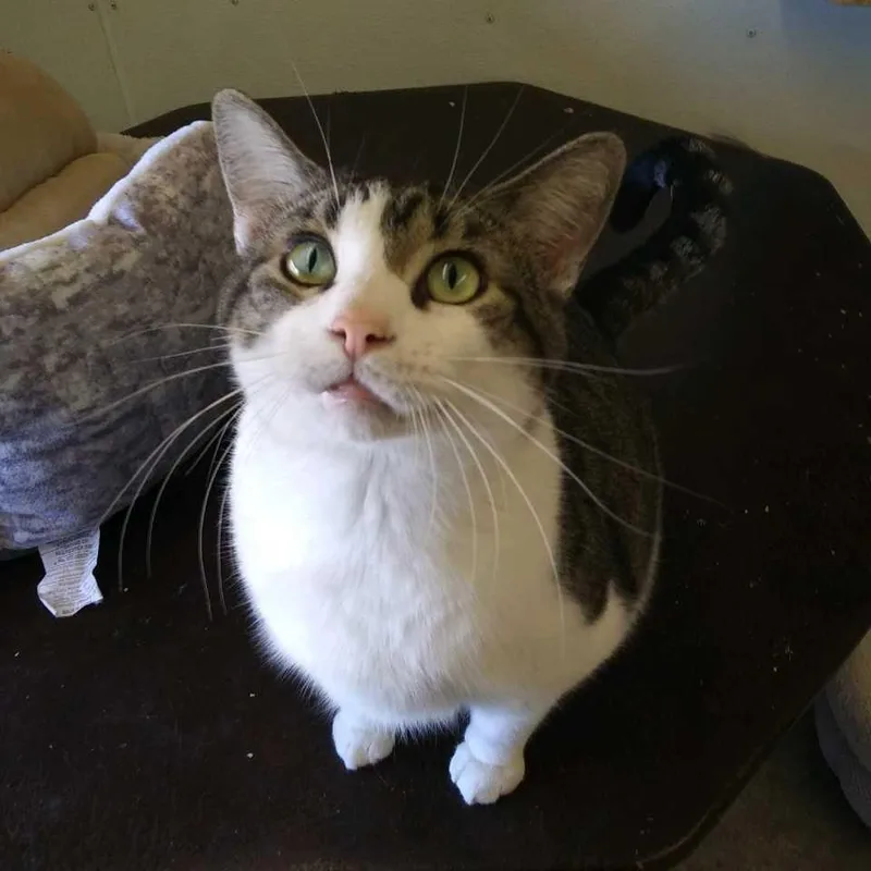 An adult large-sized male Domestic Short Hair cat named Lister for adoption in Hot Springs, SD