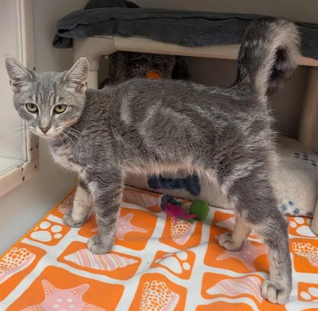 A baby small-sized male Domestic Short Hair cat named Hunter for adoption in Salinas, CA