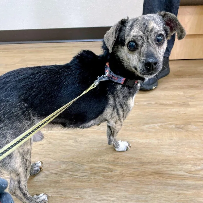 An adult small-sized male Black Chihuahua dog named Feisty for adoption in Lyndhurst, VA