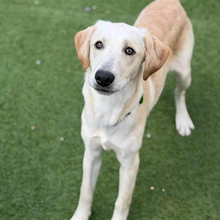 A young medium-sized male Yellow / Tan / Blond / Fawn Yellow Labrador Retriever dog named Oscar Meyer Weiner for adoption in New Orleans, LA