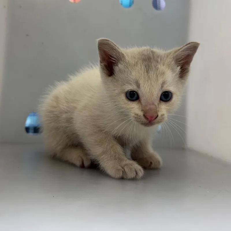 A baby small-sized female White Domestic Short Hair cat named Tonks for adoption in Columbus, GA