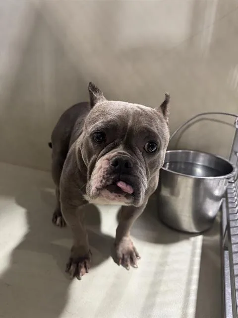 An adult small-sized female Pit Bull Terrier dog named Luna for adoption in Bakersfield, CA