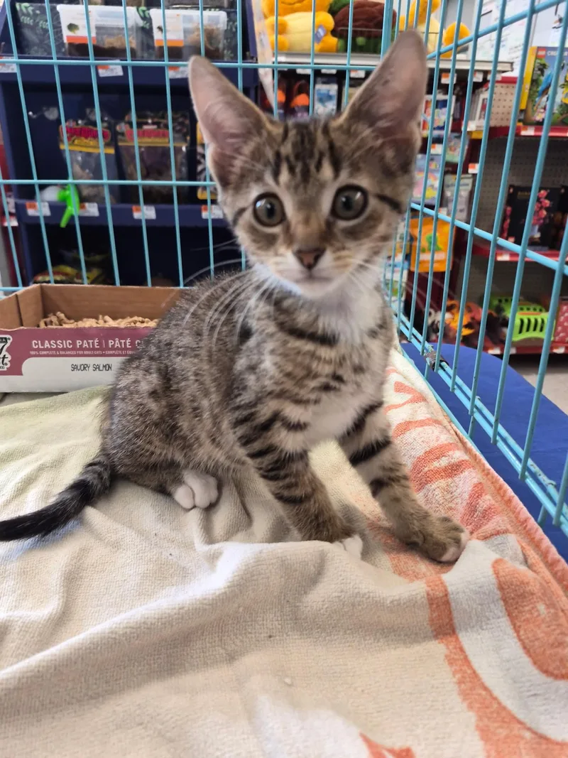 A baby medium-sized male Tabby (Brown / Chocolate) Domestic Short Hair cat named Ember for adoption in Great Mills, MD