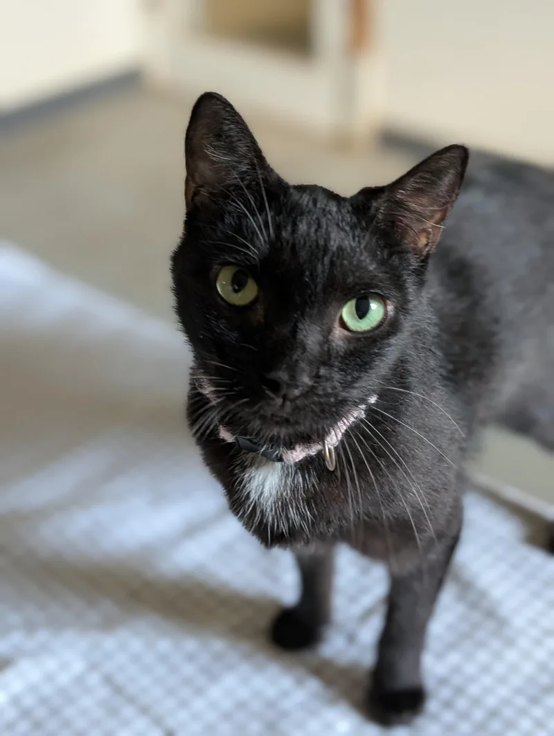 An adult medium-sized female Black Domestic Short Hair cat named Brooke for adoption in Tilton, IL