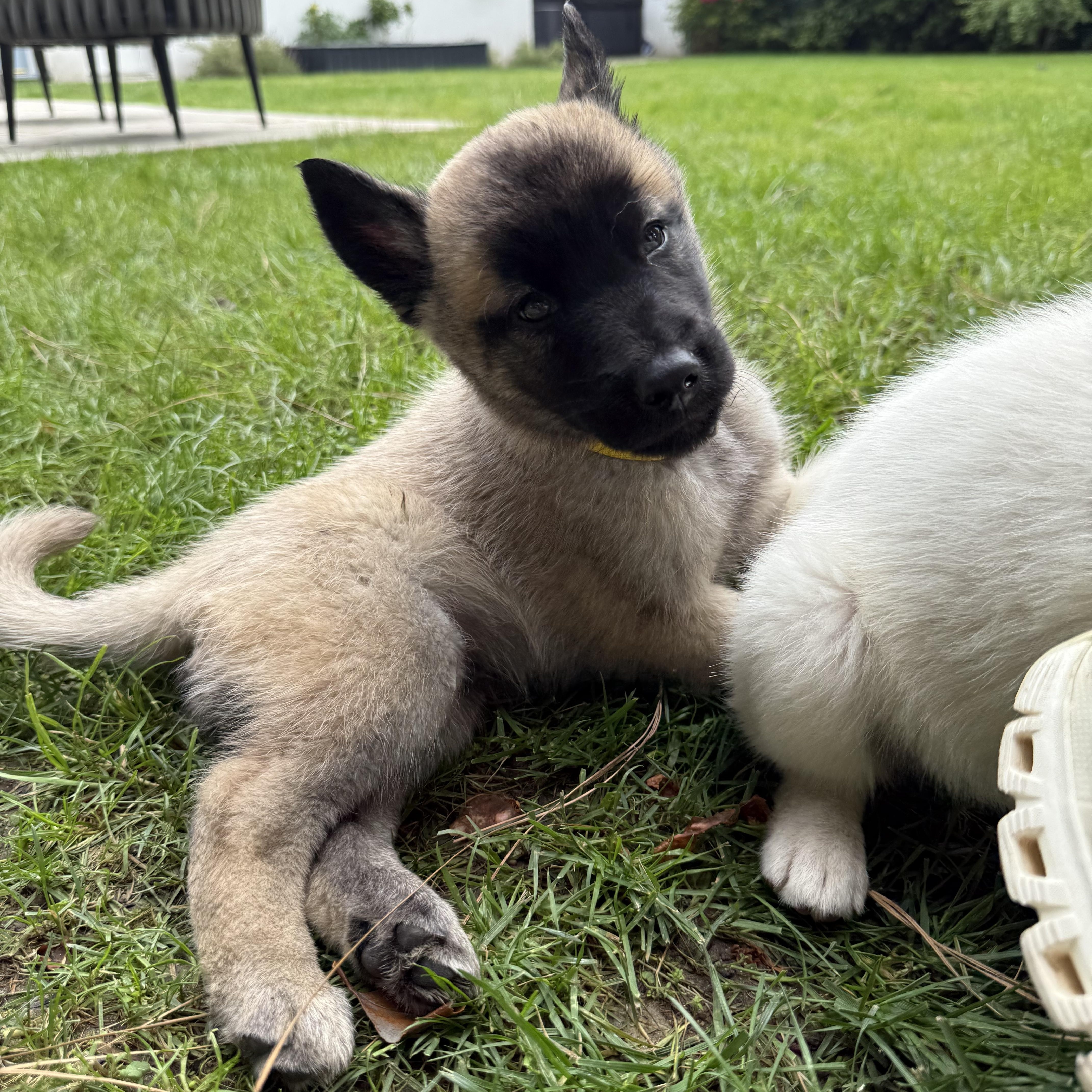 A baby small-sized male Shepherd dog named Leo for adoption in santa monica, CA
