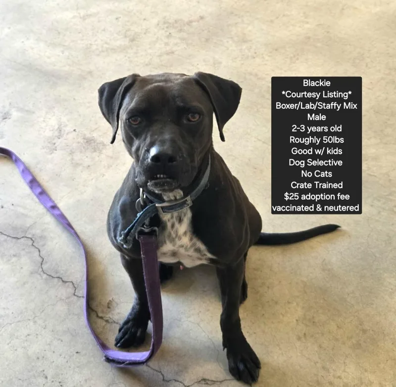 An adult medium-sized male Boxer dog named Blackie for adoption in Oviedo, FL