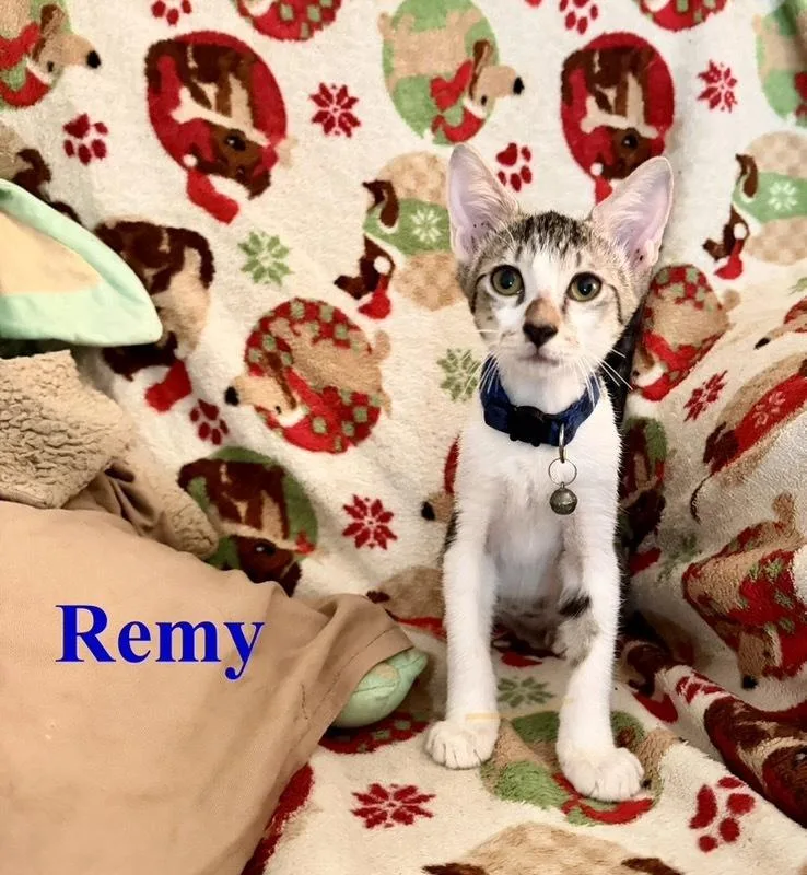 Remy