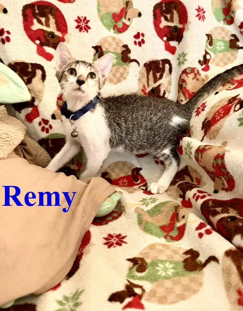Remy thumbnail 2