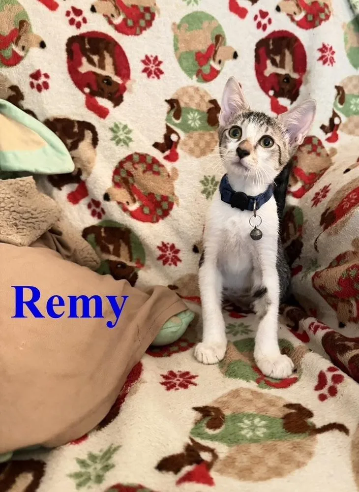 Remy thumbnail 3