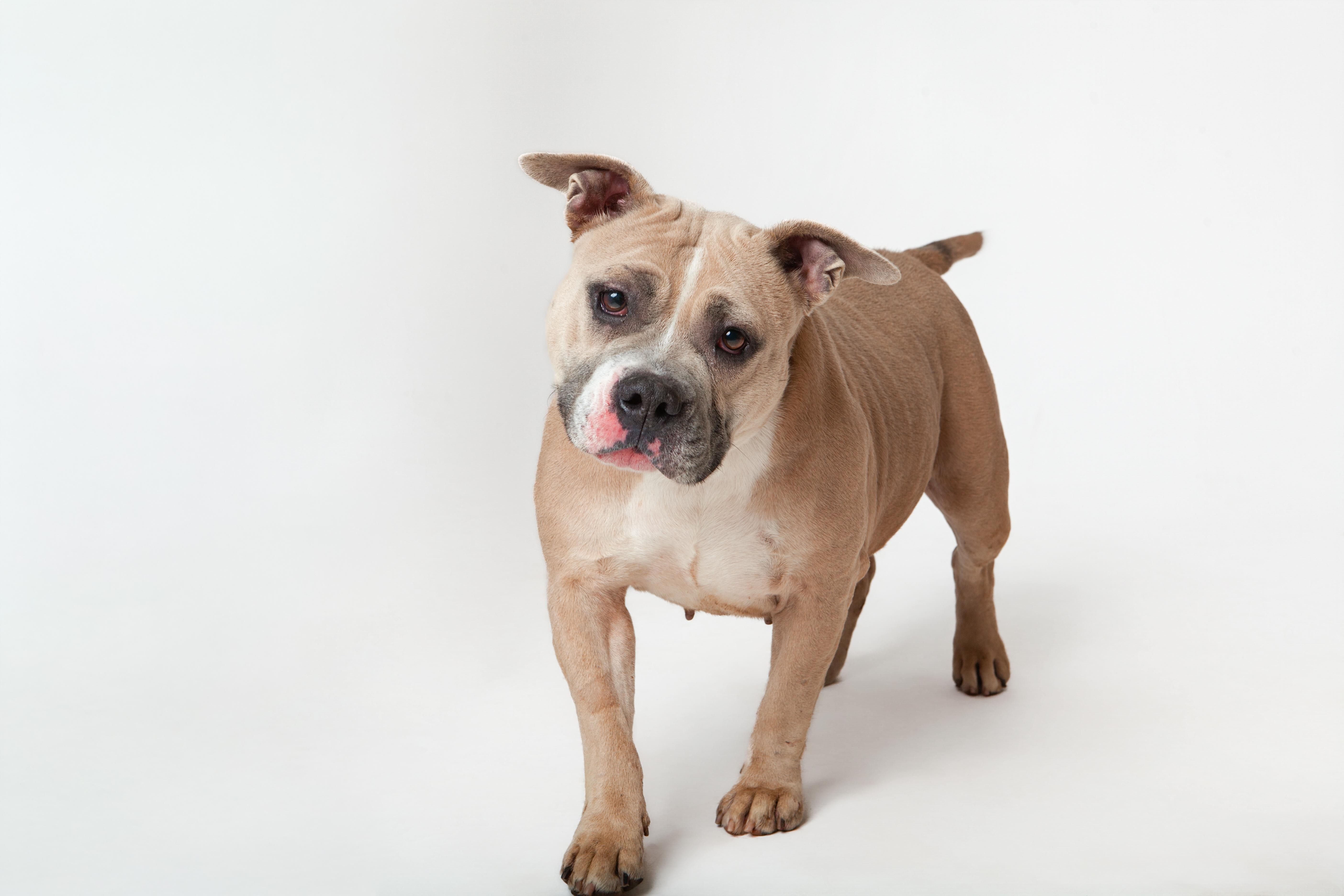 An adult medium-sized female Pit Bull Terrier dog named Puddin' for adoption in Guthrie, OK