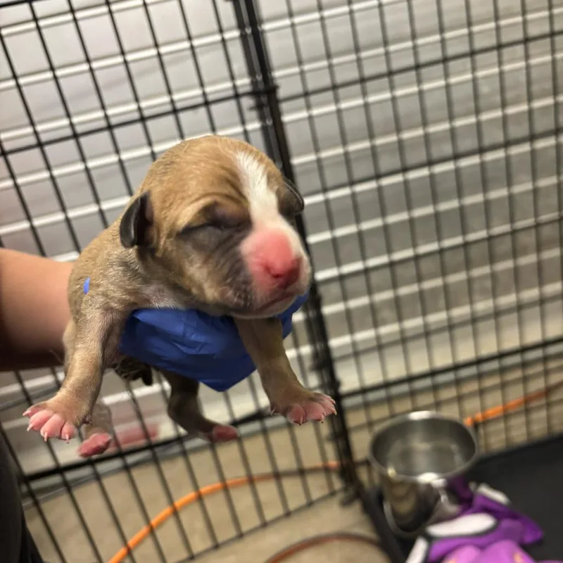 A baby medium-sized female Brown / Chocolate Mixed Breed dog named Gruyere for adoption in Springboro, OH