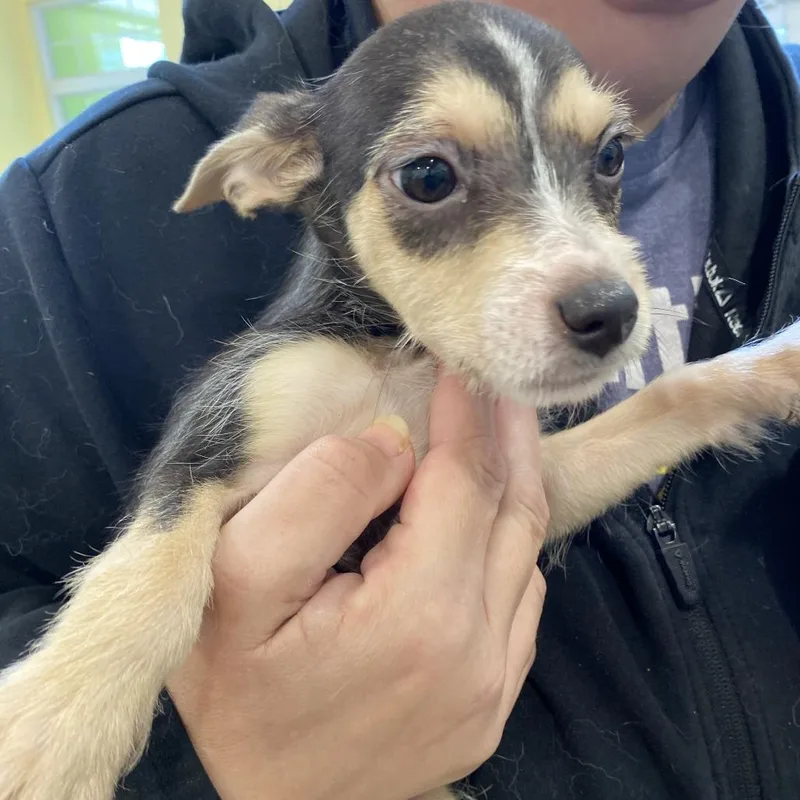 A baby small-sized female Terrier dog named Bubbles for adoption in Lynchburg, VA