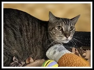 An adult medium-sized female Domestic Short Hair cat named Elsbeth for adoption in Peoria, IL